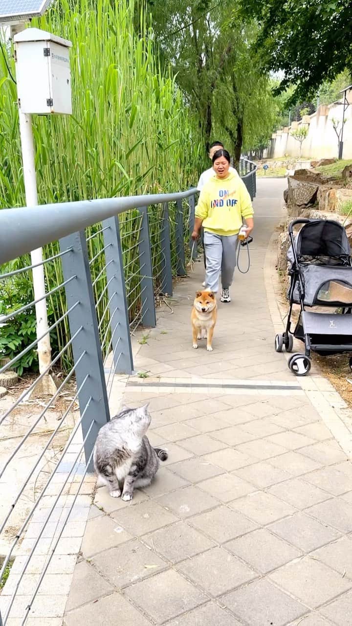 Aww Clubのインスタグラム