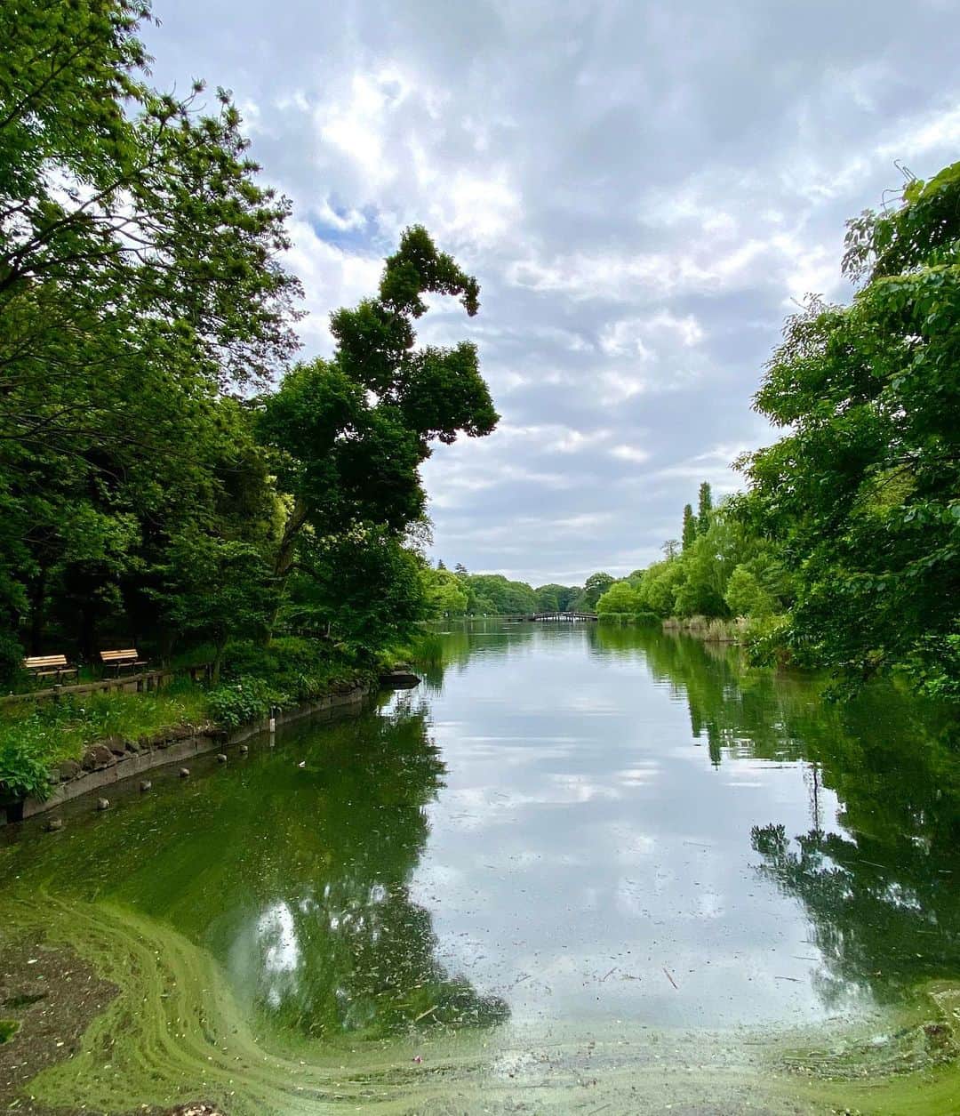 江口寿史のインスタグラム：「今朝の井の頭公園。世はGW。こちらは関係なく部屋に籠って仕事。ちょっと歩いて外の空気吸う。 中央の木🌲が大きな母親クマと背負われた子グマと、その頭上を飛ぶ仲良しの鳥に見えるのは寝不足のせいじゃない。」