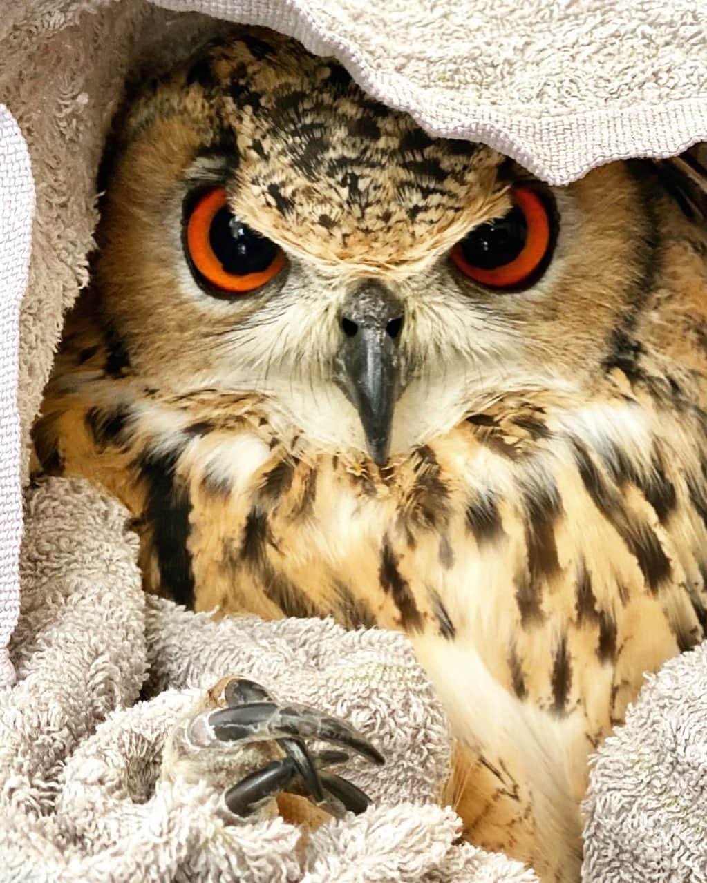 GEN3 Owlさんのインスタグラム写真 - (GEN3 OwlInstagram)「メンテナンス中。大人しくしてるけど、本当は怒ってるんだよね、ごめんね。 @genz64 Nails maintenance. He's trying to be quiet, but he's really angry, sorry...  #owl #owlgaru #フクロウ」5月1日 10時49分 - genz64