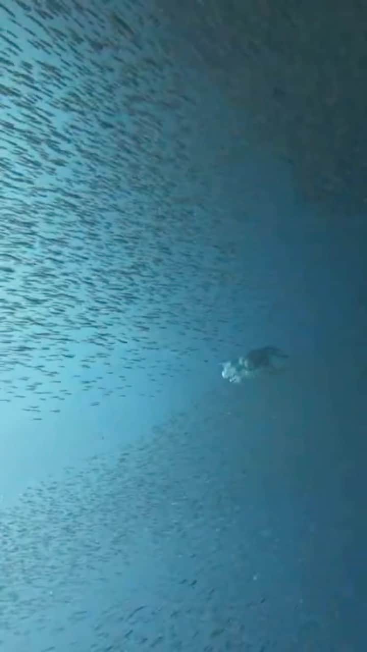 コ・ボギョルのインスタグラム：「When you dive,  a completely different world opens🌊」
