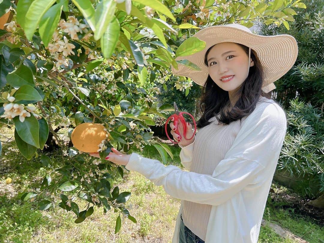 太田理恵のインスタグラム：「初めてのみかん収穫ではしゃぐ私😂✨」