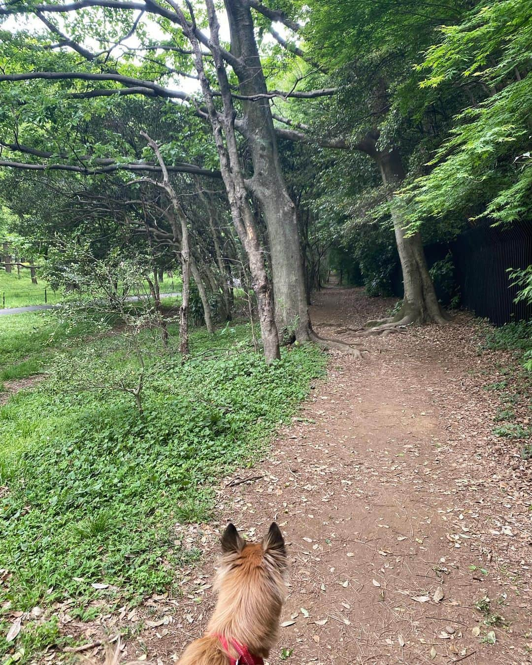 akkoさんのインスタグラム写真 - (akkoInstagram)「トレッキングに来ちゃったー❣️と言いたいところですが、、 東京都心の公園とは思えない🌱 新緑の美しさ🌳🌳🌳 この緑を守っていきたいですね❣️  本日、My Little Loverは28周年を迎えました💖 これからもより根を深く張り揺るがぬように、 自由に伸びやかに芽吹くように、 音楽を奏でていきたいと思います☺️☺️☺️ またマイラバの新しい一年を❣️ どうぞよろしくお願い致します😉😘 #akko #akkostagram #mll」5月1日 21時41分 - mllakko