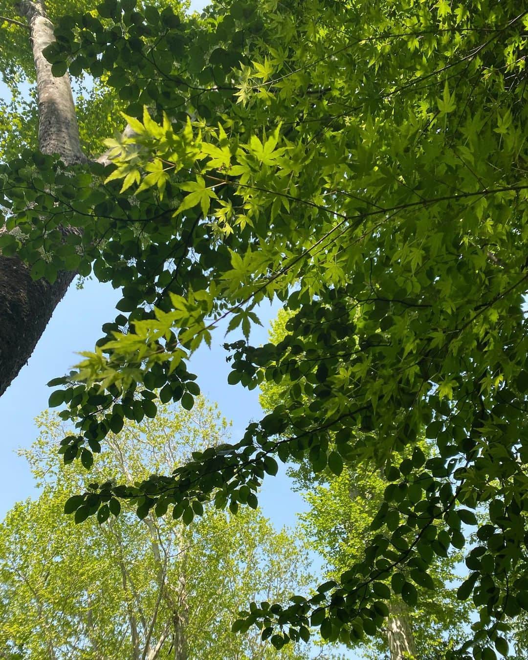 のインスタグラム：「トレッキングに来ちゃったー❣️と言いたいところですが、、 東京都心の公園とは思えない🌱 新緑の美しさ🌳🌳🌳 この緑を守っていきたいですね❣️  本日、My Little Loverは28周年を迎えました💖 これからもより根を深く張り揺るがぬように、 自由に伸びやかに芽吹くように、 音楽を奏でていきたいと思います☺️☺️☺️ またマイラバの新しい一年を❣️ どうぞよろしくお願い致します😉😘 #akko #akkostagram #mll」