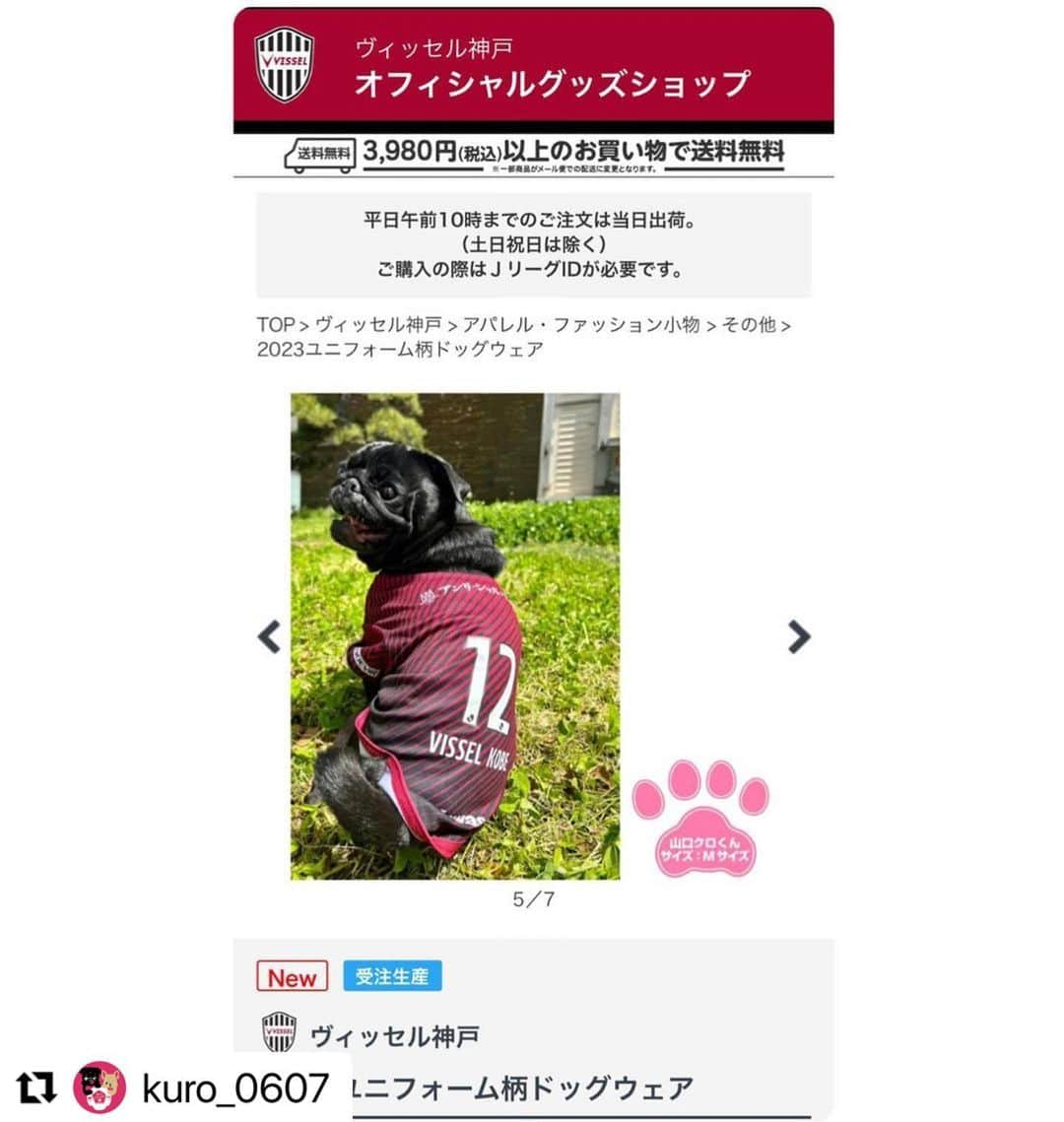 山口蛍さんのインスタグラム写真 - (山口蛍Instagram)「#Repost @kuro_0607 with @use.repost ・・・ 🐾 クロ/6.8kg Mサイズ(細身マッチョ🏋🏻‍♂️ ・ 今年もドッグウェアが完成しました🐶👕 オリジナルネームや好きな選手の背番号を入れて みんなで応援しましょう( ◜ᴗ◝)📛 ・ #blackpug#dogstagram#doglover#블랙퍼그#퍼그#강아지산책#반려견#댕댕이#개스타그램#귀여운강아지#팔로우미#哈巴狗#黒パグ#黒パグ部#黒パグ大好き#パグのいる生活#パグのいる暮らし#パグスタグラム#ぱぐすたぐらむ#いぬすたぐらむ#犬のいる暮らし#ぶさかわ犬#鼻ぺちゃ犬#犬見知り#甘えん坊犬#お犬様#いっぬ#いっぬすたぐらむ」5月1日 21時51分 - hotaru10_official