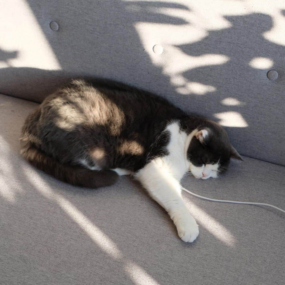 catinberlinのインスタグラム：「How your #LabourDay should look like. #charging 👌🏻 catinberlin.com  #catsofinstagram #cats #cat #catstagram #catsofinstagram #kitty #pets #petsofinstagram #tagderarbeit #may1st #lazy #sleepy #katze #catlife」