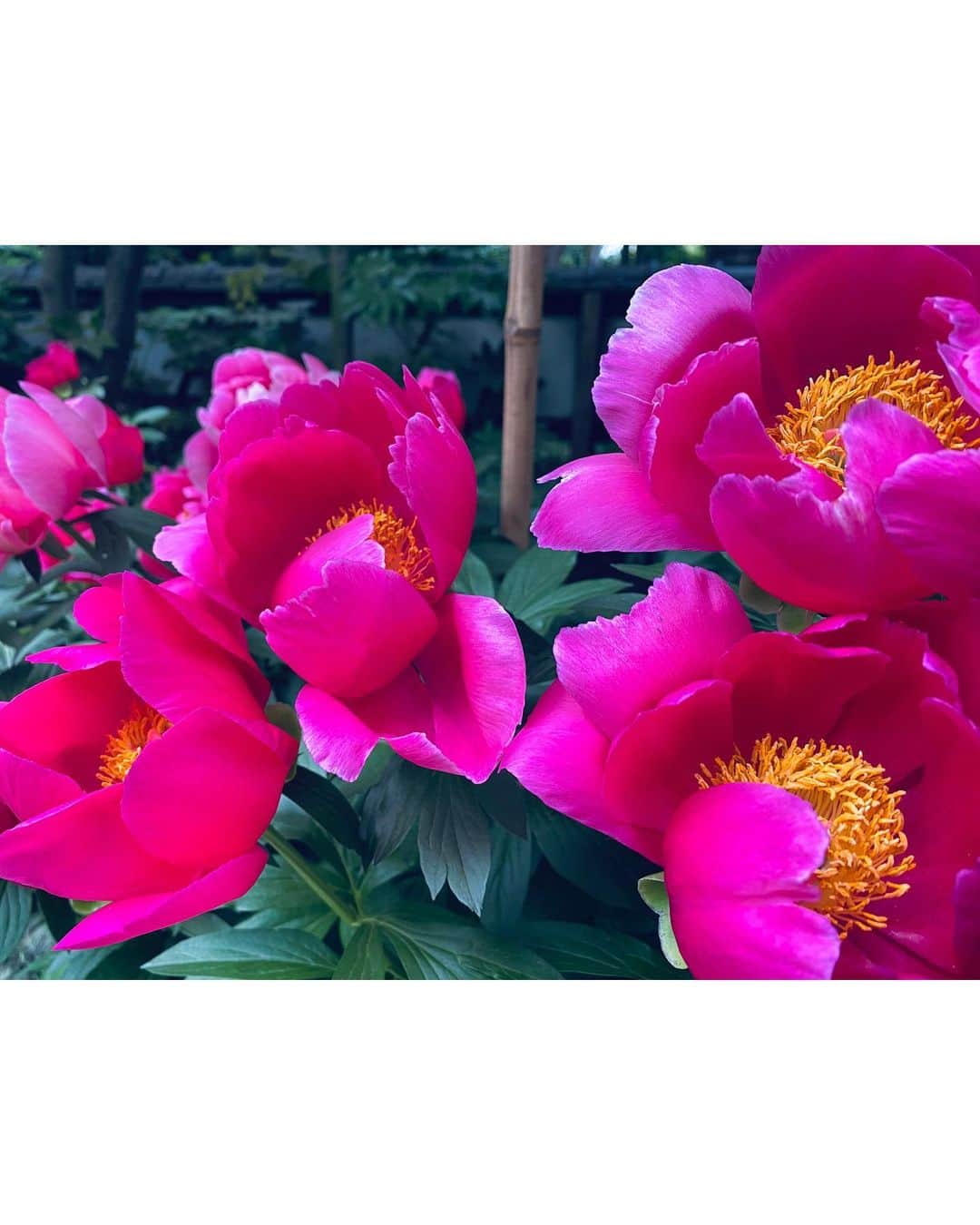 山谷花純のインスタグラム：「植物を眺める。一つ一つに名前がある。 可愛いな。綺麗だな。格好良いな。 心のゆとりは、人を豊かにすると思うのです。」