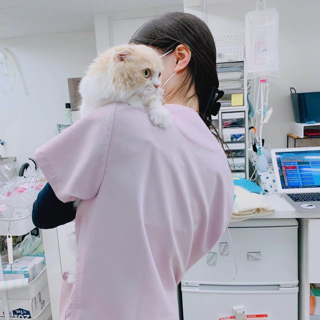 のんたのインスタグラム：「※写真は過去のものです  先日、のんちゃんを連れていつもの定期検診に行きました(別途また記録します📝)  しばらくお会いできていない看護師さんがいるので先生に聞いてみたところ退職なさったと聞き、本当にびっくりしました。 もう何年も我が家の猫たちを慈しんでくださり、あたたかく見守ってくださり、とにかく本当にお世話になった方です。  のんちゃんが急性腎臓病になり、食欲もなくみるみる体重が減ってしまったとき 受付でそっと渡してくれた「三つ星グルメ」は、今でものんちゃんのお気に入りで切らさないように買い続けています。 あの時カリッカリッといい音を出して食べてくれて涙が出るほど嬉しかったこと今でも覚えています。我が家にとってお守りのようなカリカリです。  この写真を見てもわかるように、我が家の暴君ぼーちゃんをすんなり抱っこできる貴重な方でもあります(パパでさえ抱っこは無理) そんなわけでuさん！ この投稿を見たらぜひメッセージください！！ お願いします！ 全然お礼が言えてないです！！」