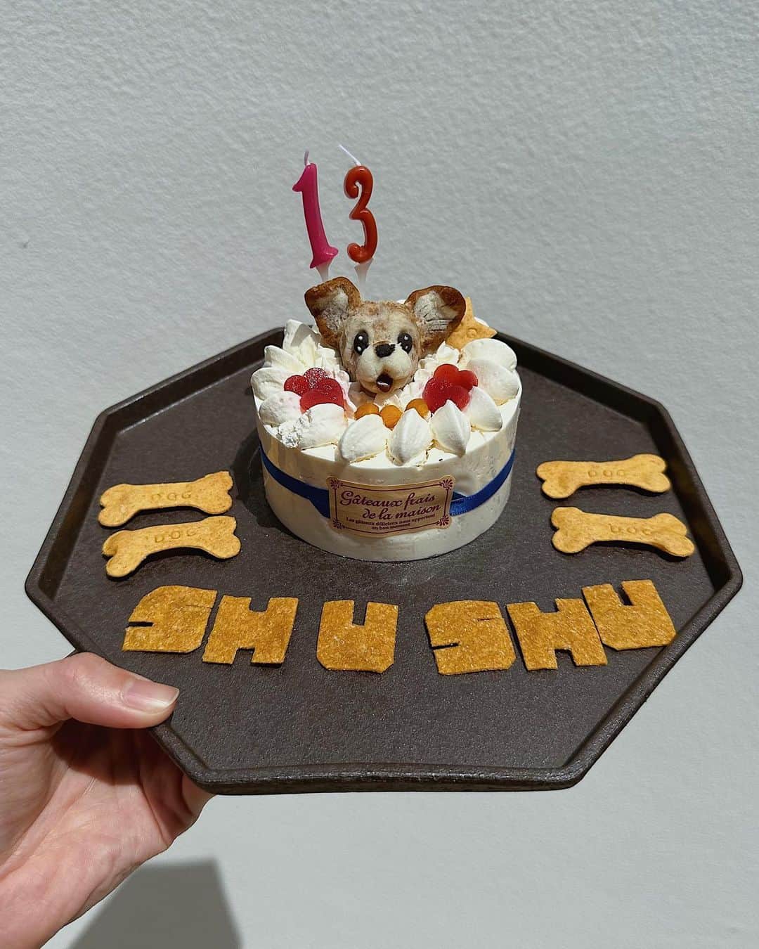 ソンイのインスタグラム：「シュシュ１３歳のお誕生日おめでとう🐶🎂 ケーキと2ショット撮る前に待てずに食べられた😮‍💨笑  すっかりおじいちゃんで顔も白髪が増えたし目も耳も脚も悪くなってきたけど、食欲だけは変わらずに貪欲すぎてモリモリ食べるところは安心🥹💕  好奇心旺盛だけど小心者でちょっと不器用なシュシュ🐶 まだまだずっと元気でいてね、だいすきだよ🤍  #ジャックラッセルテリア」