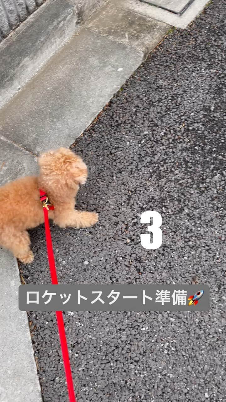 ふわのインスタグラム：「ダッシュ💨  #toypoodle#toypoodlegram#dogsofinstagram#instadog#doglover#doglife#cutedog#dog#fuwamama#ふわもこのふわ#ふわ#トイプードル#ふわもこ部#犬バカ部#親バカ部#犬のいる暮らし#いぬすたぐらむ#ダッシュ」