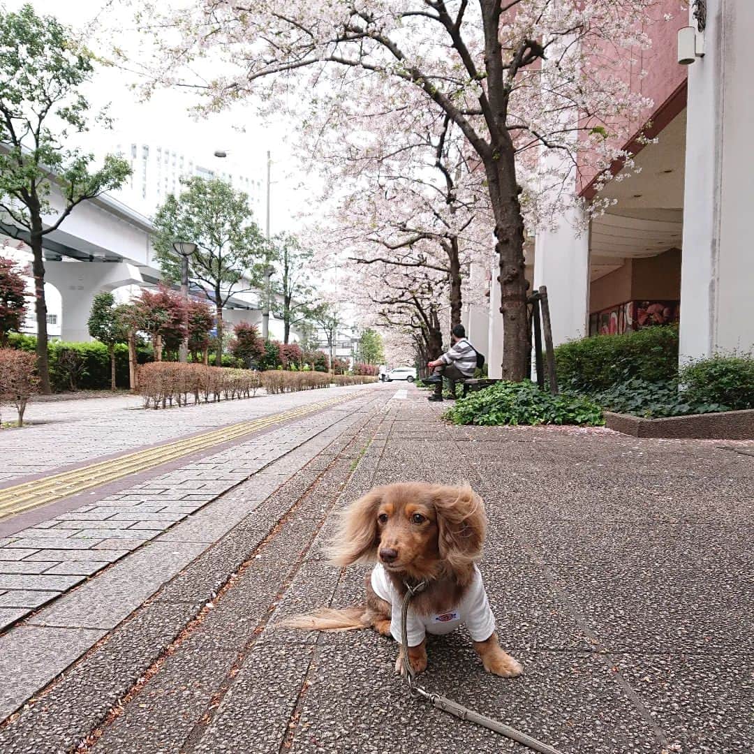 くるみんのインスタグラム：「* 桜🌸満開の頃のお台場散歩pick  あずきちゃん、ますます甘えっ子さんになったよ😆 赤ちゃん返りかしら。 手厚い対応をしてあげないとな❤️  ひまりちゃんは今日、2回目のワクチン接種してきました。 アレルギー無く無事に終わりました。 お散歩デビューまではあと1ヶ月あるな。 バッグIN散歩は始めてます🔰  #カニンヘンダックスの日常 #カニンヘンダックスフンドの日常 #カニンヘンダックスフンド #カニンヘンダックスフント #カニンヘンダックスフンドチョコタン #カニンヘン #カニンヘンダックス #カニンヘン多頭飼い #カニンヘンの会 #チョコタンダックスフント #チョコタンダックスフンド #チョコタンダックス #チョコタン #ダックス多頭飼い #ダックスフントカニンヘン #ダックスフント #ダックス #ダックスの日常 #ダックスパピー #ダックスフンドカニンヘン #ダックス部 #ダックス大好き #ダックス短足部 #いぬばか部 #いぬすたぐらむ #短足部 #dachshund #dachs #dog #dogstagram」