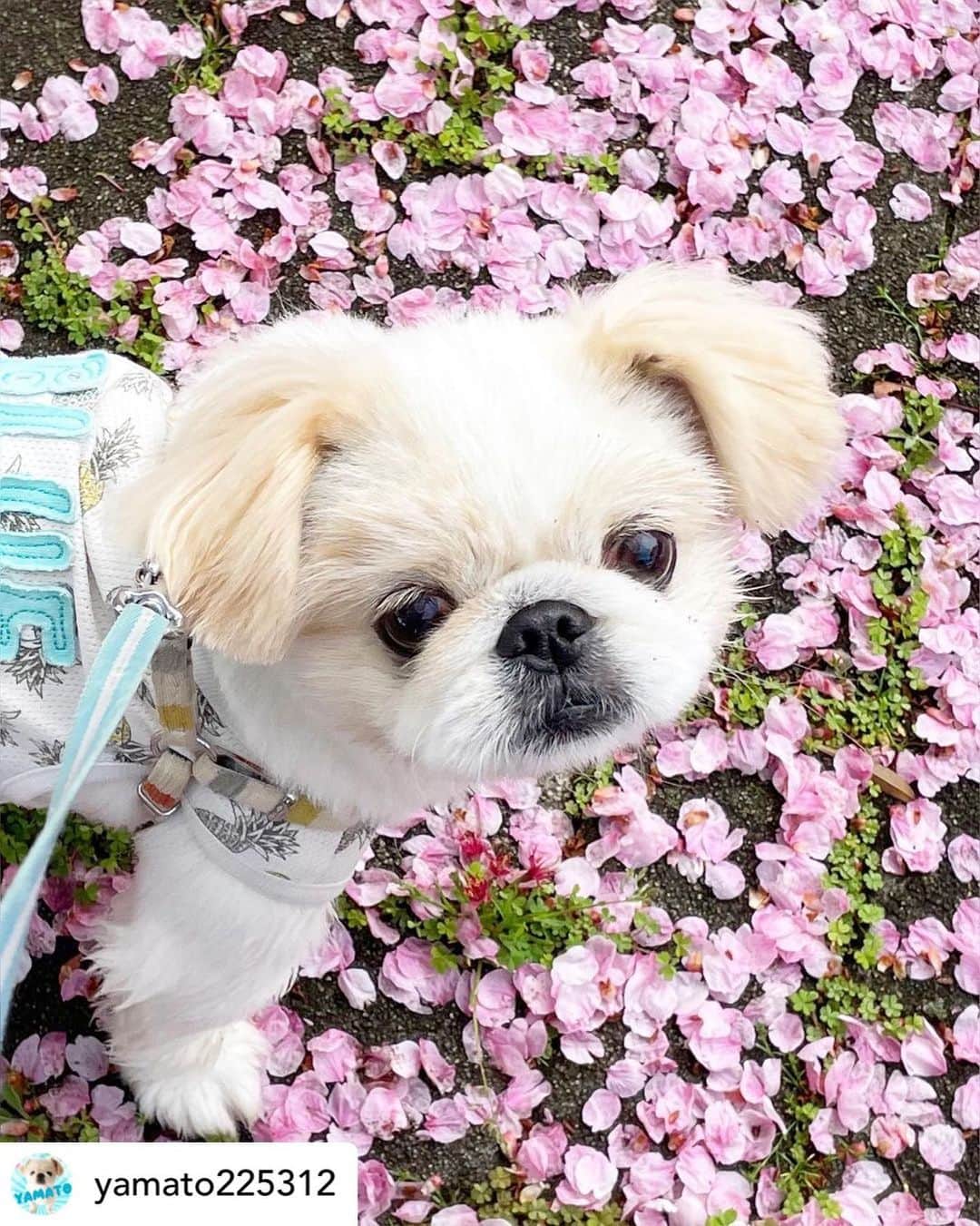 のインスタグラム：「Posted @withregram • @yamato225312 さんの大和くん。  きゅん💓  桜🌸も可愛いけど、 大和くんはもっと可愛いよ😍  ハッシュタグ #いぬのきもち #ねこのきもち に投稿いただいた可愛い写真をご紹介しています！ 「いぬのきもちWEB　MAGAZINE」、「ねこのきもちWEB MAGAZINE」でもご紹介させていただくことも！  -------------------  . #いぬ #いぬすたぐらむ #いぬのいる暮らし #いぬのきもち #いぬ好き #犬 #犬好きさんと繋がりたい #犬のいる生活 #犬と暮らす #犬好き #dog #dogsofinstagram #dogstagram  #ペキニーズ」