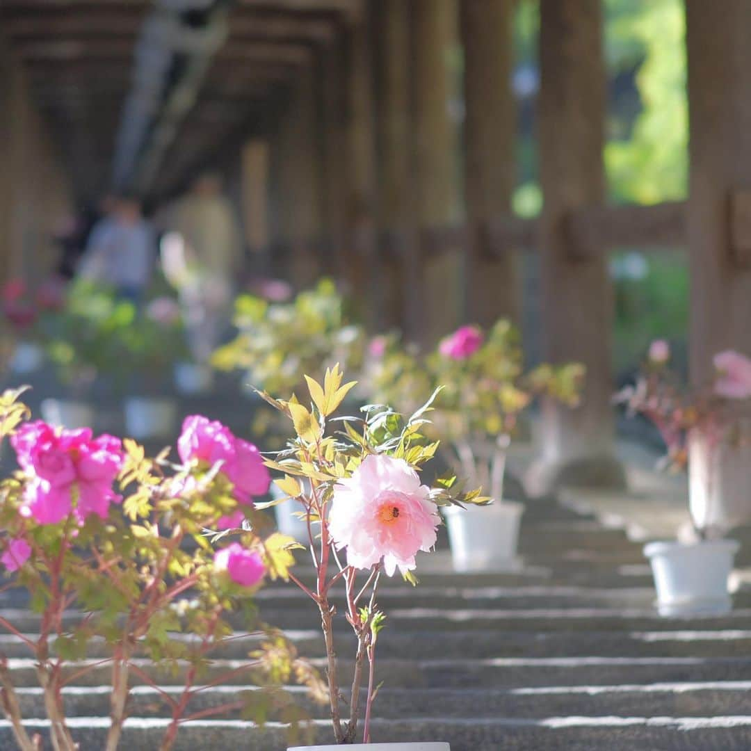 奈良 長谷寺 / nara hasederaさんのインスタグラム写真 - (奈良 長谷寺 / nara hasederaInstagram)「風薫る皐月のやわい日差しに#ぼたん の#かんばせ   The pleasant early summer season will soon pass. A short flower life in a short time. It is now！  #長谷寺 #奈良長谷寺 #総本山長谷寺 #真言宗豊山派 #花の御寺 #奈良 #hasedera #hasederatemple #temple #japan #japanesetraditional #pilgrimage #nara #tourism #sightseeing #japanesetemple #西国三十三所 #霊場 #巡礼 #四寺巡礼 #長谷寺が好き #日本遺産 #観音さんさんサイコク巡礼 #千年巡礼」5月1日 16時32分 - hase_dera