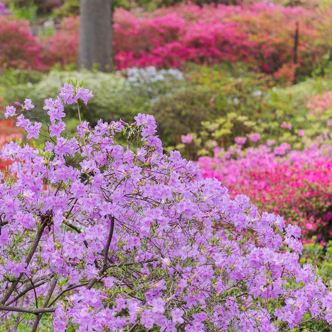 ニューヨーク植物園のインスタグラム