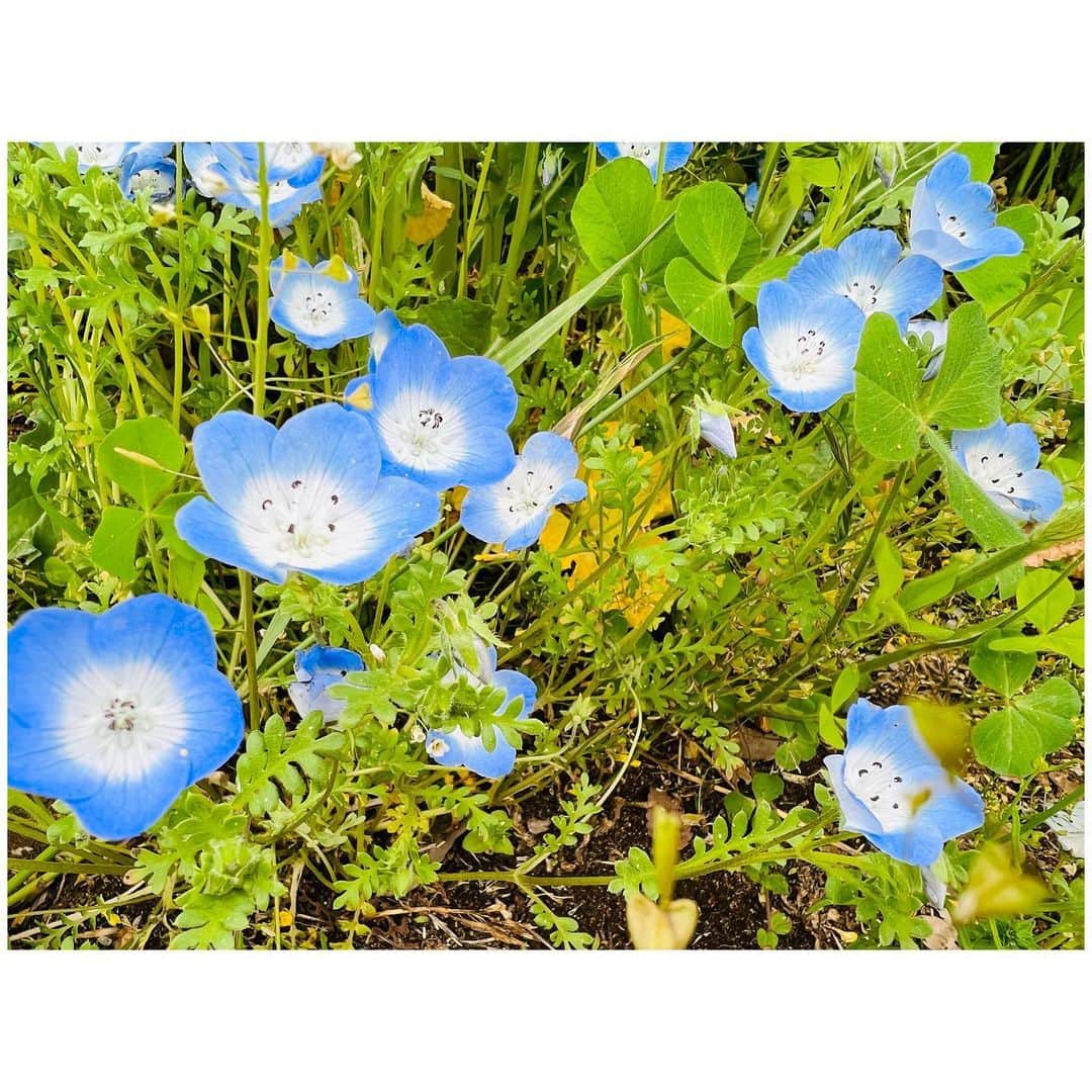 有明ゆなさんのインスタグラム写真 - (有明ゆなInstagram)「ブルーが綺麗だ💙 花はめの保養✨」5月1日 16時50分 - ariake_yuna