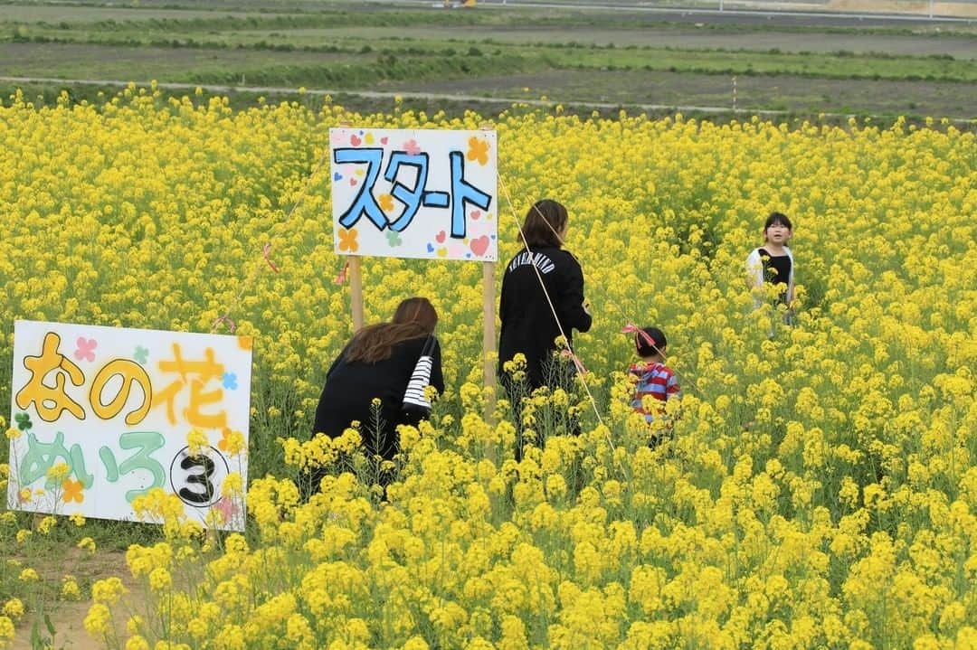 福島県さんのインスタグラム写真 - (福島県Instagram)「【なの花めいろ（南相馬市）】  今年のゴールデンウィークは黄色いじゅうたんを見に行ってみてはいかがでしょうか？南相馬市原町区の萱浜に、菜の花でできた巨大な「なの花めいろ」が広がっています。  今年は11回目の開催で、南相馬市のボランティア団体「福興浜団」をはじめとしたボランティアの方々が作る迷路の広さは、なんと東京ドーム2個分以上にも及びます。  5月3日(水)〜5日(金)には「なの花めいろチャレンジ！2023」が開催されます。入場料は無料で、ゴールしたお子様（中学生まで）にはプレゼントも。大人から子供まで楽しめる菜の花の迷路で、ぜひ春を感じてみてくださいね。  ※写真は過去に撮影したものです。  #菜の花迷路 #なの花めいろ #菜の花 #菜の花畑 #相馬市 #浜通り #相双地方 #福島県 #somacity #fukushima #RealizeFukushima #NotADreamFukushima #ひとつひとつ実現するふくしま」5月1日 17時00分 - realize_fukushima