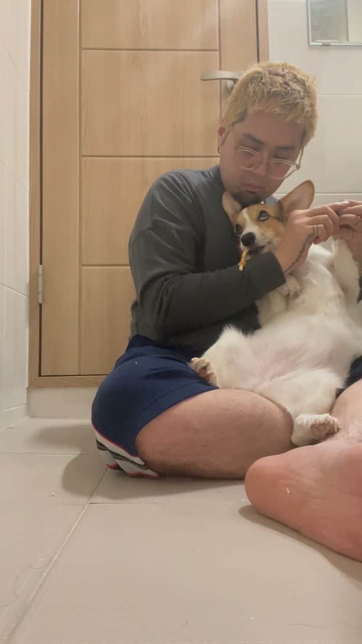 のインスタグラム：「コンジュの爪切り可愛すぎたからこっちにも置いとこ🐶🫶🏻🩷  #コーギー #corgi #コンジュ #공주 #爪切り #おやつ #食べてる間に #切らなきゃ #目光りすぎ #最後何なん」