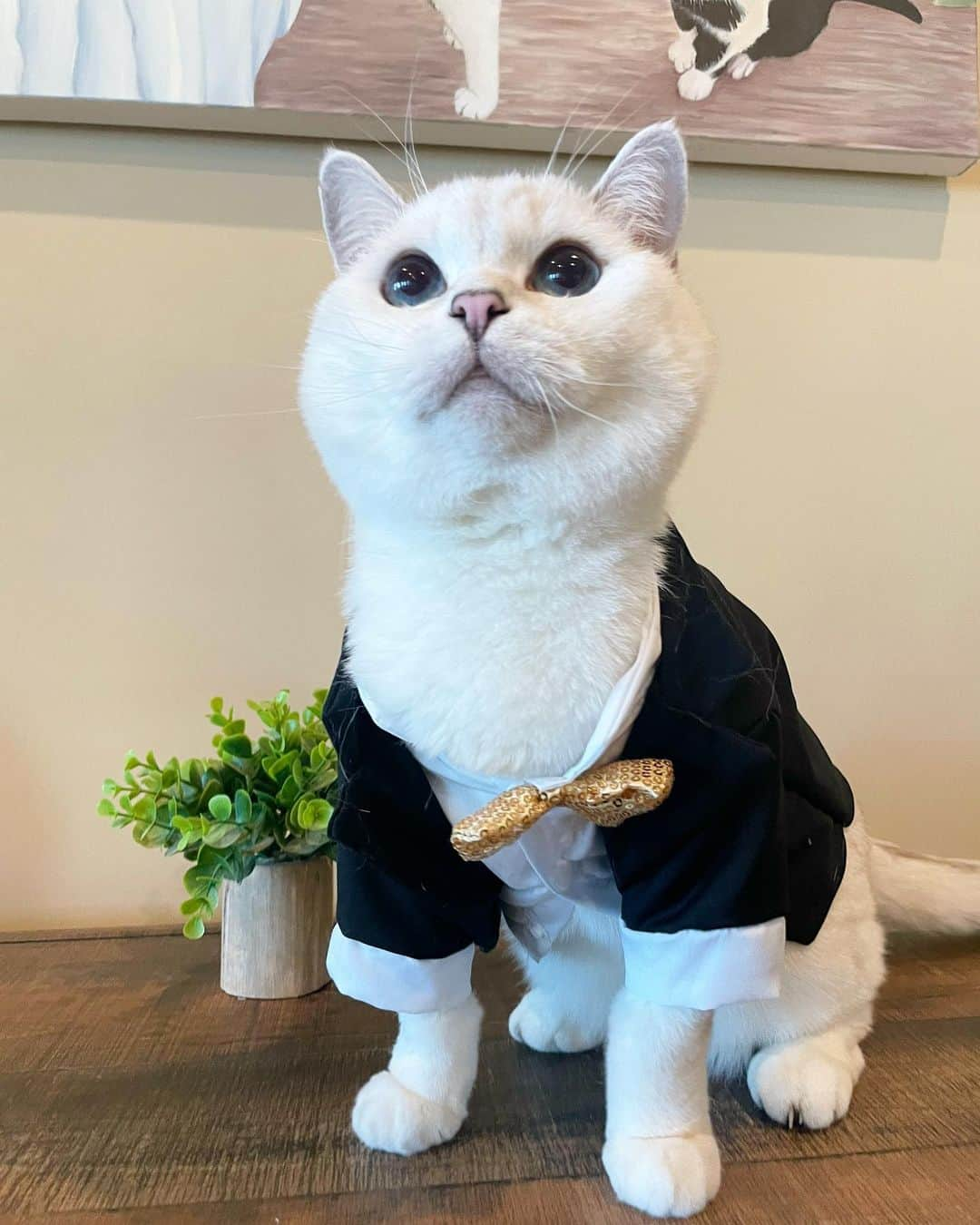 ミスター・ホワイトさんのインスタグラム写真 - (ミスター・ホワイトInstagram)「Looking for a date for prom night 😆  #meow #cute #cat #catsofinstagram」5月1日 22時59分 - white_coffee_cat