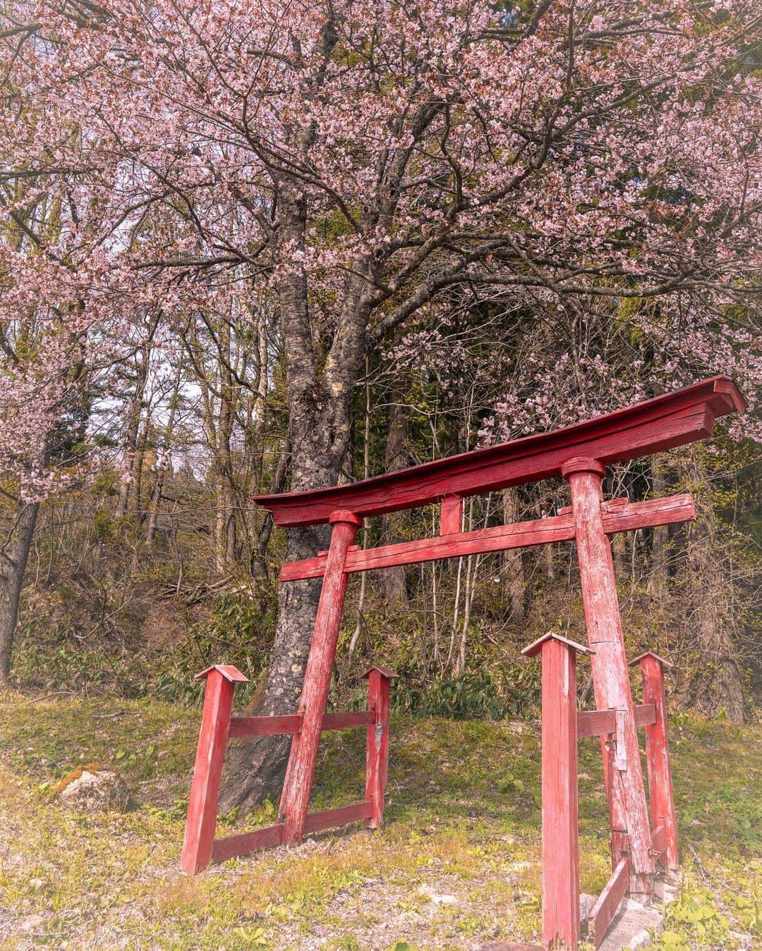 山人さんのインスタグラム写真 - (山人Instagram)「秘密の西和賀の桜スポットです✨ 山人-yamado-から安ヶ沢カタクリ群生地に行く途中の東幹線道路沿いで見つけました😊 昔ここに古民家が建っていたのを台湾に移築したはずです💡  #春紅葉 #私の山人  #西和賀 #無地内 #安ヶ沢 #ほっとゆだ駅 #あやめ公園 #前向きに #山人 #yamado #桜 #四季 #春 #spring  #宝 #自然  #盛岡市 #お花見 #東北の桜 #天の川 #夜桜 #星景写真 ↓通販サイトはこちら↓ https://shop.yamado.co.jp/」5月1日 17時34分 - yamado.official