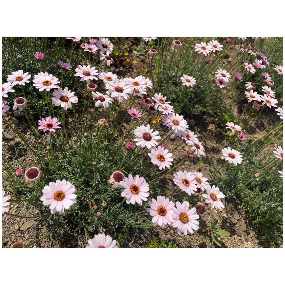 有明ゆなさんのインスタグラム写真 - (有明ゆなInstagram)「枯れると花びらが 落ちるんじゃなくて まるまって 真ん中だけになるんだ🙂」5月1日 17時46分 - ariake_yuna