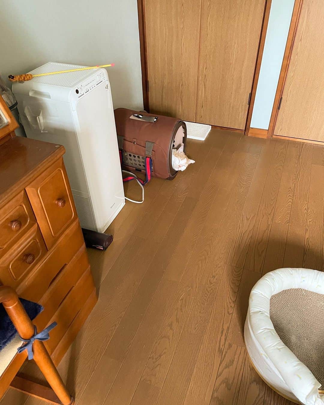 にゃんすくんのインスタグラム：「相変わらずここで寝ます。  病院行く時とか何かあったとき楽🤭  #cat #猫 #動物 #happy #funny #american #アメショ #ピクネコ #ペコねこ部 #catlover #instacat #ニャンスタ #にゃんすたぐらむ #pet #animal #面白い #癒し #猫部」