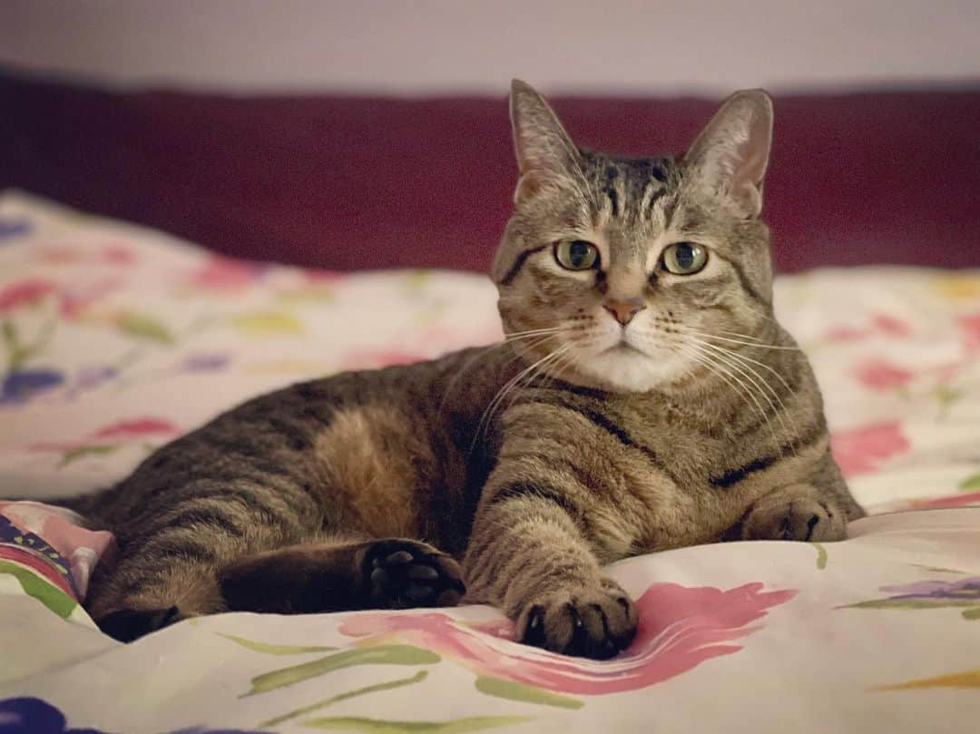 田中要次のインスタグラム：「「サビですけど、サビ抜きでお願いしニャす」 #猫Sabi #Bo_nyans #猫のいる暮らし」