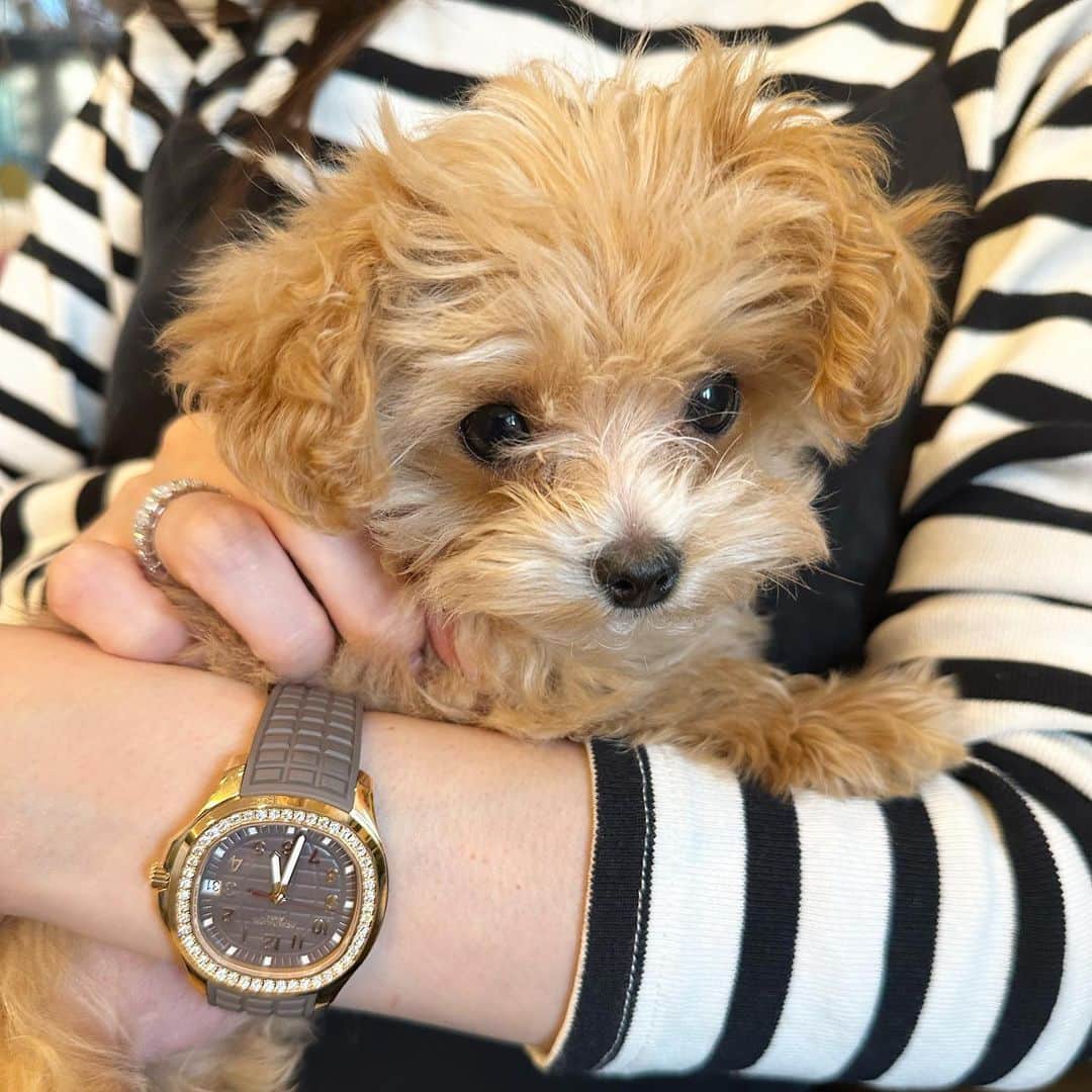 Reikaのインスタグラム：「Hi 💓🐶 ここが定位置  #patek5268 #5268 #aquanautluce」