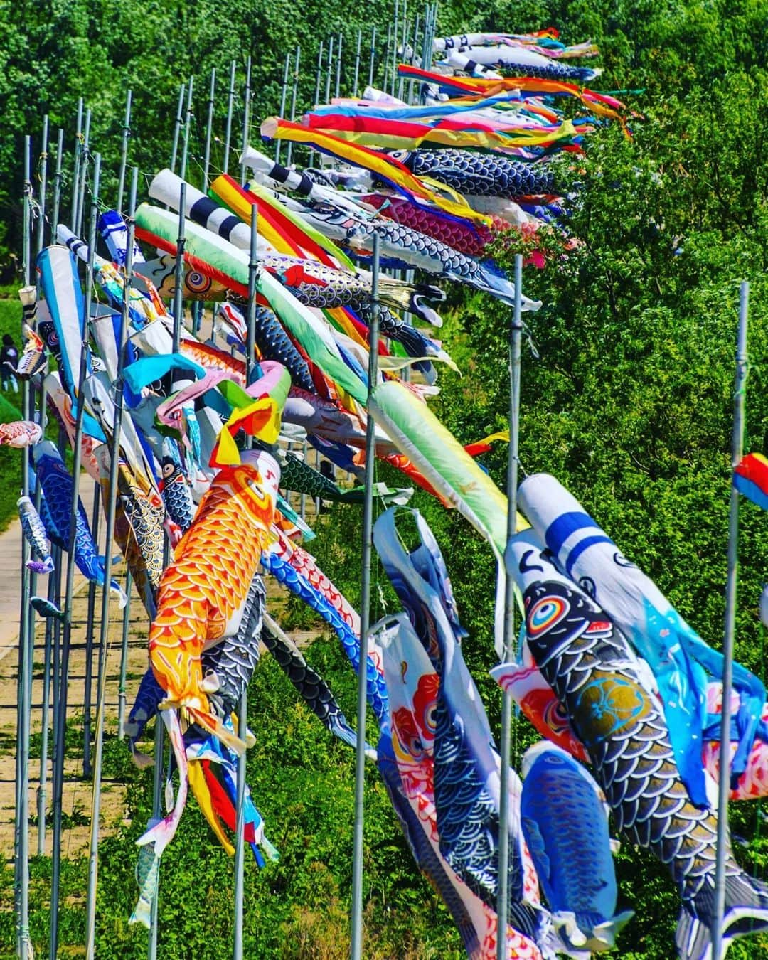 Visit Wakayamaのインスタグラム：「. Across Wakayama, colorful koinobori carp streamers fly in the breeze this week, expressing the hope that children grow up strong, healthy and happy. 📸 @shojitaki 📍 Furusato-no-kawa Comprehensive Park, Wakayama」