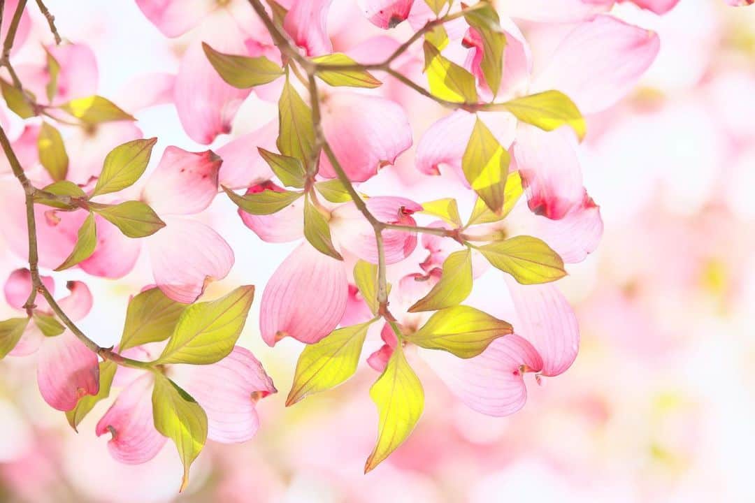 kiccyomuのインスタグラム：「☁️ 2023.05.01 Mon #あしかがフラワーパーク 藤の花以外にも いろんな花が咲いてて #ハナミズキ のこの色合いも綺麗📸  今日から5月 今月もよろしくです🤗 GW真っ最中だけど… 特に何処かに行く予定無し その日の天気と気分で ぶらぶらの予定😅  location #栃木 ❣️ 📷撮影 2023年4月24日」