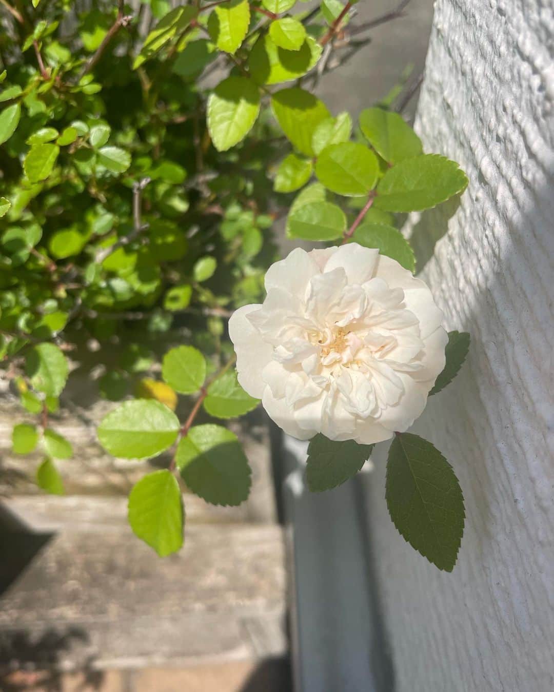日暮愛葉さんのインスタグラム写真 - (日暮愛葉Instagram)「今日一つだけ咲いた薔薇。 大きい。  #愛葉のガーデニング  #ミニバラ #ミニ薔薇」5月1日 18時25分 - aiha_higurashi