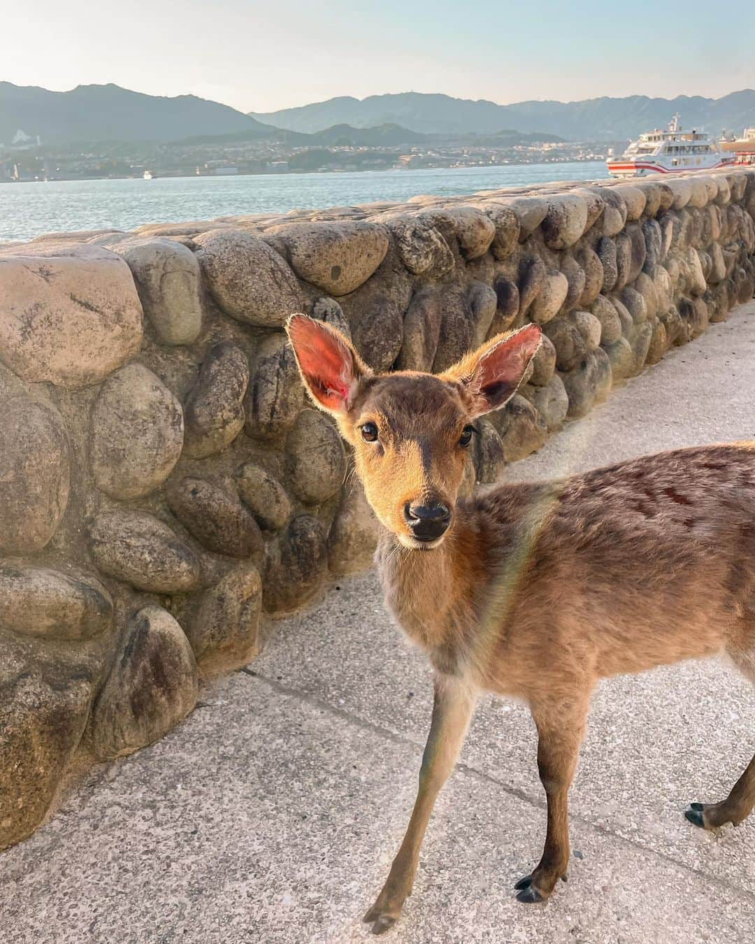 羽石杏奈さんのインスタグラム写真 - (羽石杏奈Instagram)「Itsukushima 🇯🇵⛩💠 #japantrip   “島そのものが神”として信仰されていた、広島県の宮島。 世界遺産の厳島神社をはじめとして 美しい海や緑も、名物の牡蠣やもみじ饅頭も、 1day tripで大満足に楽しめる、 日本旅行で人生一度は訪れたい旅先🍁 不思議なパワー溢れる島だったなあ〜  日本で好きな場所がどんどん増えていく🫧 GWはみんななにするの？🫶  #hiroshima #itsukushima #宮島」5月1日 18時31分 - hawaiianna913