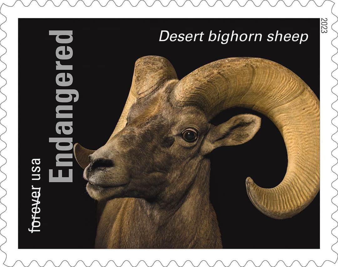 Joel Sartoreさんのインスタグラム写真 - (Joel SartoreInstagram)「As their name suggests, desert bighorn sheep are well adapted to living in a harsh and unwelcoming environment. Not only can their body temperature safely fluctuate by several degrees depending on the outside temperature, these sheep can go weeks or months without access to a permanent water source. This may sound like a recipe for success, but competition with livestock took a heavy toll on this species’ population in the early 20th century. After making a comeback mid-century, an epidemic in the 1970s dealt this species another blow. Their most recent rebound is thanks to captive breeding efforts and careful management by wildlife professionals, though the species is still threatened with extinction. Photo taken @desertmuseum.   #sheep #bighorn #desert #animal #mammal #endangered #wildlife #photography #animalphotography #wildlifephotography #stamp #PhotoArk @insidenatgeo @uspostalservice」5月1日 18時59分 - joelsartore