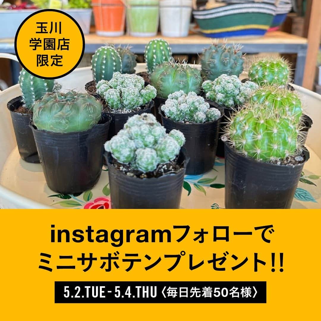 のインスタグラム：「＼ミニサボテンがもらえる🌵／ #GWは玉川学園店に遊びに行こう instagramのフォロー画面提示で、ミニサボテンをプレゼント！ おうちに気軽に飾れるミニサボテンです♪  ◾︎5/2(火)〜5/4(木)の3日間 ◾︎毎日先着50名様 ◾︎玉川学園店限定  期間中はほりだし市も開催中！ この機会にぜひご来店ください。  #georges #ジョージズ」