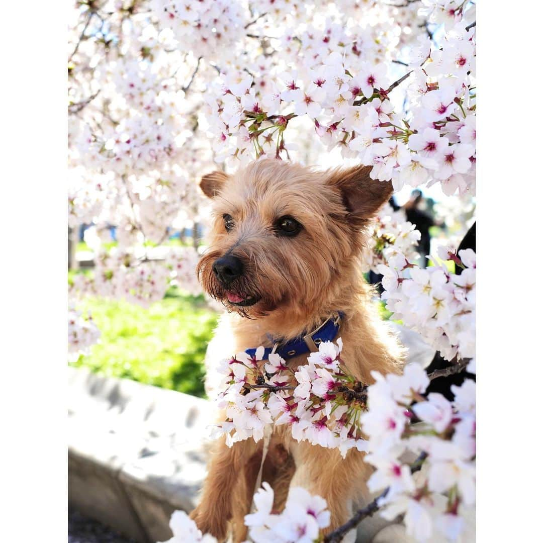 真野恵里菜のインスタグラム：「今日から5月ですね！！ あっという間に日々が過ぎていく🫠 今月も頑張りましょー！！ 日本はGWだからお出かけする人が多いのかな？？ . . もう季節外れですがわんこずと桜の写真を🐶🌸🐶 自分が写り込まないように抱っこしたら首が痛くなったので 弟わんこの時は首を頑張って傾けるの諦めました😂 . . ずっと載せようと思っていたけど 縦3枚投稿したら横3枚投稿！ っていう自分で決めたルールに縛られて 投稿するタイミング失って今になっちゃった😂 #🌸 #🐶 #桜 #マドリード #犬のいる暮らし #カメラ散歩 #カメラのある生活  #5月も頑張ろう #岳カメラ」