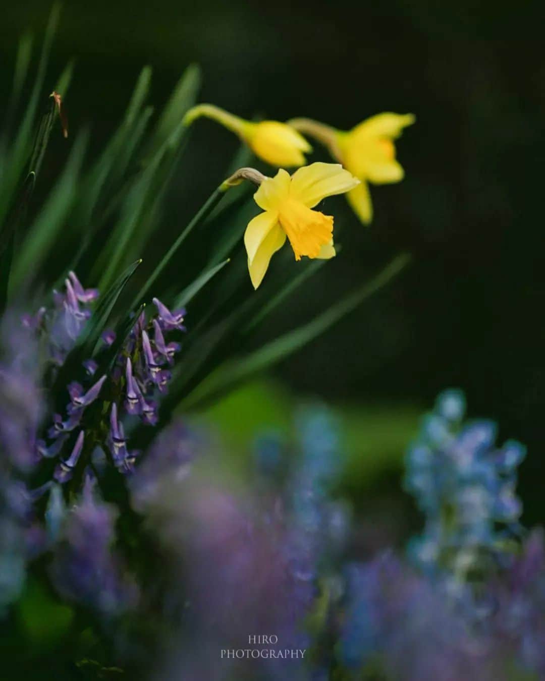 花の写真館のインスタグラム：「Photo by @with_nature_hiro. https://instagram.com/with_nature_hiro/ . Original Post[投稿いただいたURL] https://www.instagram.com/p/Crh2H2GPkqY/ . 本アカウントは、 #私の花の写真 をつけてInstagramに投稿された皆さまの花の写真や、「花の写真館」Facebookページで投稿された花の写真を紹介します。 「花の写真館」Facebookページは、「 @floral.photograph 」のプロフィールにあるURLからご覧ください。 . ※各種法令、マナー、関係者の指示に従った撮影をお願いします。 *Please ensure that your photography adheres to all relevant laws, etiquette, and instructions issued by authorized persons. ※本アカウントは東京カメラ部がFacebook、Instagramのサービスを利用して運営しているもので、Meta社・Instagramとは一切関係ありません。 . #花の写真館 #floralphotograph #floralphoto #flower #flowers Follow: @floral.photograph」