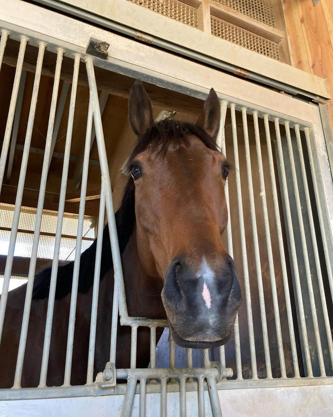 古川奈穂さんのインスタグラム写真 - (古川奈穂Instagram)「今週は土日共に新潟競馬場で騎乗させて頂きました。 先週も乗せて下さった関係者の皆様、応援してくださった皆様、ありがとうございました。  土曜日の10R、胎内川特別をグランスラムアスク号で勝たせて頂きました！ 関係者の皆様、ありがとうございました！！  昨年1勝クラスを勝った舞台で良い走りをしてくれました🏇☺️  グランスラムアスクから、2つ目の特別勝利をプレゼントしてもらいました🎁  この前、厩舎で「美人さんになったねー」とグランスラムアスクと2人(1人+1頭)で話していました☺️ 綺麗系女子です✨✨  今週は京都競馬場と新潟競馬場で騎乗する予定です🐎 初めての京都競馬場、楽しみです😊  #新潟競馬場  #胎内川   #グランスラムアスク  #綺麗系  #綺麗系女子   #京都競馬場   写真は #東スポ競馬  さんよりお借りしました🙇‍♀️」5月1日 19時44分 - naho_furukawa_official