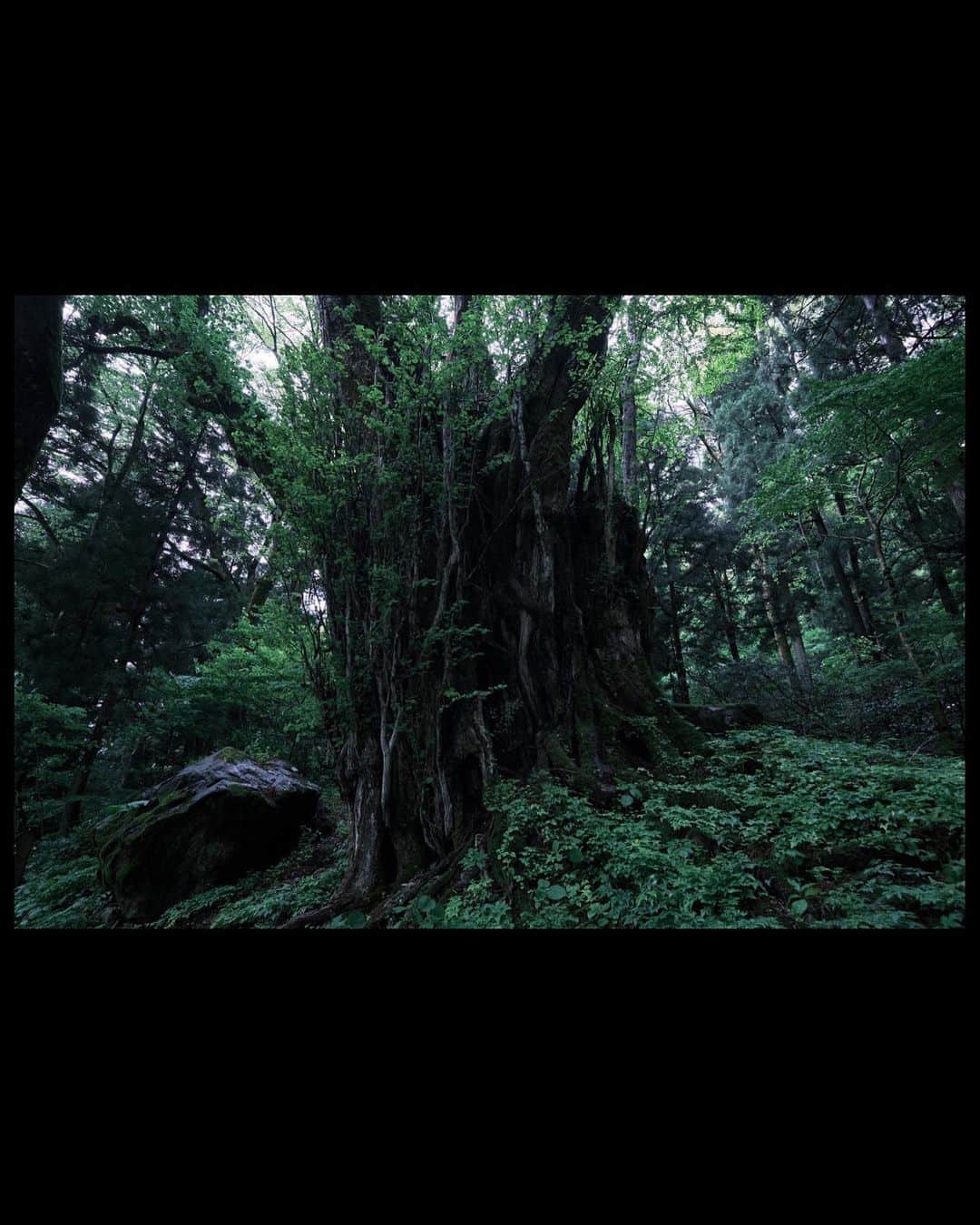 plus_thinkingのインスタグラム：「Relax in fresh green🌿 . camera: X-T3 lens: FUJINON  XF56㎜F1.2 R lens: FUJINON  XF16-80㎜F4 R OIS WR lens: FUJINON  XF10-24㎜F4 R OIS WR . #今日もX日和 #beautifuljapan #snapJapan」