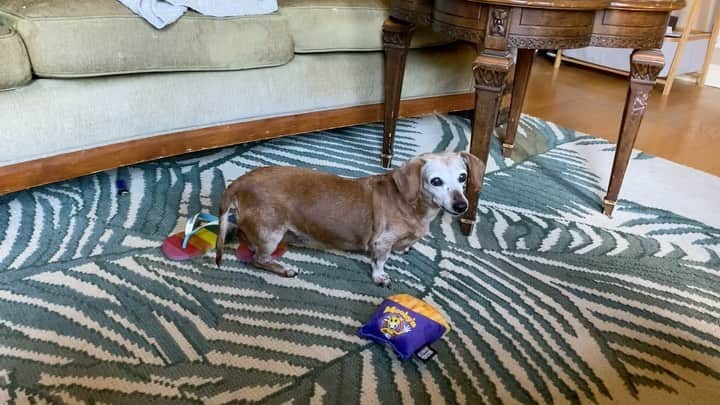 ケヴィン・スミスのインスタグラム：「Memento Mori. I didn’t own her. She owned me. I miss you, my little Baby Dog. Love forever, The Man #KevinSmith #dachshundsofinstagram」