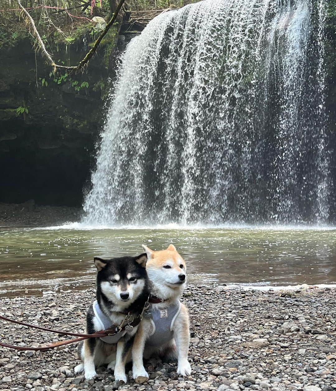 豆柴なつ&ふゆさんのインスタグラム写真 - (豆柴なつ&ふゆInstagram)「We went to Kumamoto😊⭐️ 熊本・鍋ヶ滝😊⭐️ 滝の音でお耳がピーン😂  #鍋ヶ滝 #九州旅行 #熊本#阿蘇 #kumamoto    #trip  #犬連れ旅行　#旅行 #ワンコと旅行  #shibaaddict #柴 #しばいぬ #シバフル #わんダフォ #shibamania  #柴犬ライフ #shiba_snap  #instashiba#cutedogs  #柴犬#shiba #shibainu #shibastagram #いぬすたぐらむ #pecoいぬ部 #shibainumag_feature #dogoftheday  #🐕📷 #theshibasociety  #proudshibas」5月1日 20時09分 - mameshiba.natsuinu56