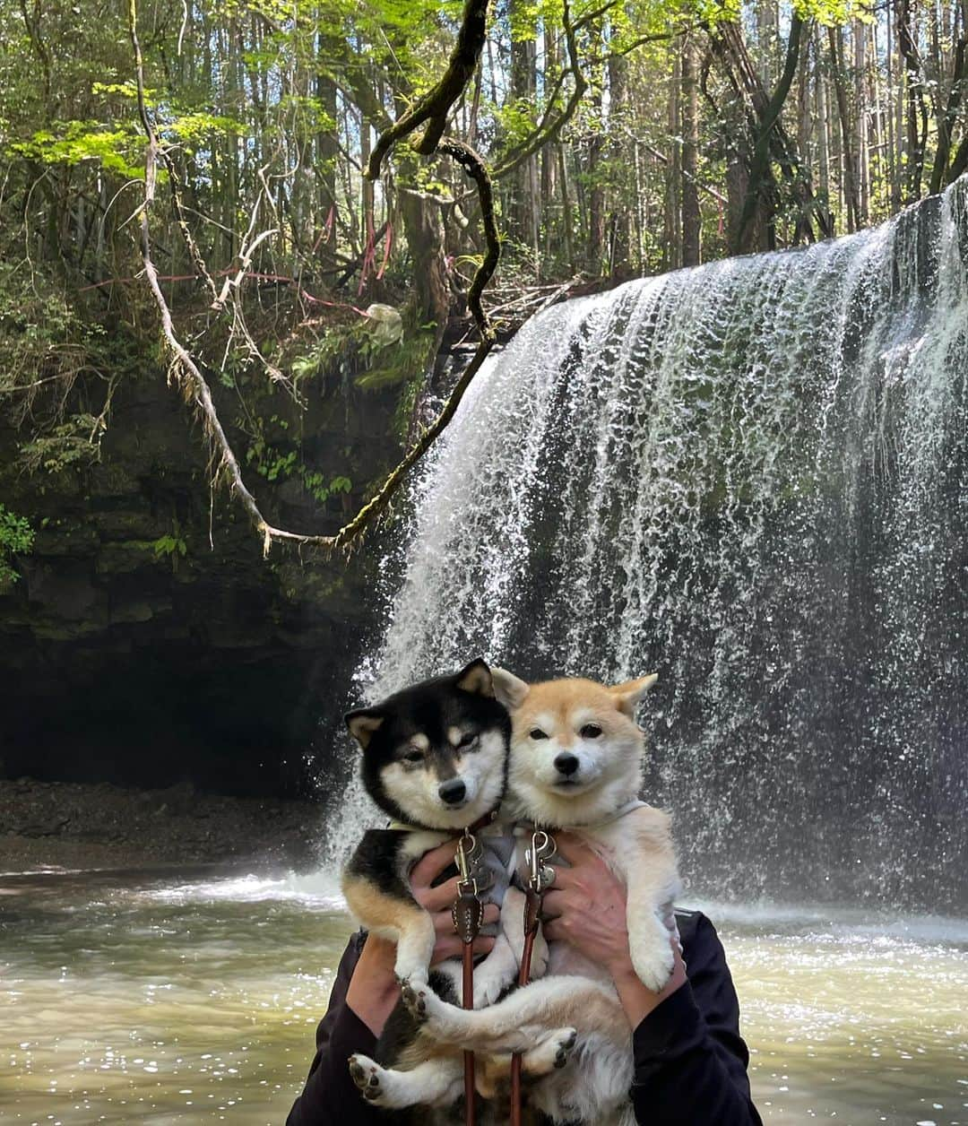 豆柴なつ&ふゆさんのインスタグラム写真 - (豆柴なつ&ふゆInstagram)「We went to Kumamoto😊⭐️ 熊本・鍋ヶ滝😊⭐️ 滝の音でお耳がピーン😂  #鍋ヶ滝 #九州旅行 #熊本#阿蘇 #kumamoto    #trip  #犬連れ旅行　#旅行 #ワンコと旅行  #shibaaddict #柴 #しばいぬ #シバフル #わんダフォ #shibamania  #柴犬ライフ #shiba_snap  #instashiba#cutedogs  #柴犬#shiba #shibainu #shibastagram #いぬすたぐらむ #pecoいぬ部 #shibainumag_feature #dogoftheday  #🐕📷 #theshibasociety  #proudshibas」5月1日 20時09分 - mameshiba.natsuinu56