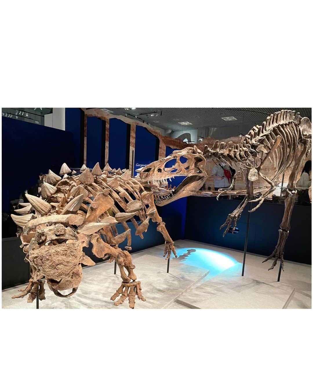 大島璃乃さんのインスタグラム写真 - (大島璃乃Instagram)「「恐竜博2023」行ってきました🦕🦖  わっくわくどっきどき‼️ 間近に見られて嬉しかった😍❤️‍🔥  今回は「攻・守」という観点から 恐竜の進化を紐解いていく特別展！！  見どころは ⭐️全身実物化石で日本初上陸 「ズール・クルリヴァスタトル」🦴 骨同士が繋がった化石が見つかり保存状態が良いため、鎧のトゲやキレイに残っている先端までしっかり見られます⭕️感動です🥹  ⭐️ちなみに「ズール」の名の由来は、 映画「ゴーストバスターズ」に登場する門の神 に似ているとして命名されたとのこと‼️ ズールの頭骨に注目です👀  ⭐️ ズールとゴルゴサウルスの対峙シーンの再現もめちゃくちゃ迫力あったな🔥 よかったな~🥹🥹🥹  ⭐️これは絶対自分の目で見て欲しい❤️‍🔥 ティラノサウルスの「タイソン」と「スコッティ」の２個体同時展示スペース‼️最高😍❤️‍🔥❤️‍🔥❤️‍🔥  ⭐️新種の肉食恐竜を間近で見られる😳 「マイプ・マクロソラックス」 2020年に発掘、2022年に新種として命名されたメガラプトル類の新種のホロタイプ標本！！ こんなにはやく日本で見られるなんて‼️ 感激しました🤩🤩🤩 全身の化石が見つかるのが楽しみ🧐💗  こんな感じで見どころたっくさんの 「恐竜博2023」は上野の国立科学博物館にて 6月18日(日)まで開催中です‼️  ぜひ行ってみてください⭐️  #恐竜博 #恐竜博物館 #恐竜博2023  #東京 #東京観光 #上野 #国立科学博物館  #恐竜好き #展示会 #日本初上陸  #dinosours #exhibitions #expo  #tokyo #ueno #japan #japantravel  #japanphotography #japantrip  #tyrannosaurus #tyrannosaurusrex」5月1日 20時26分 - oisland_rino25