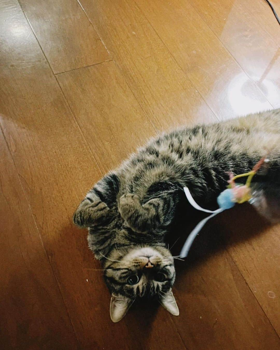 川上洋平さんのインスタグラム写真 - (川上洋平Instagram)「it's this girl's birthday happy 5th birthday let's meow  #soy」5月1日 20時31分 - yoohei_alexandros