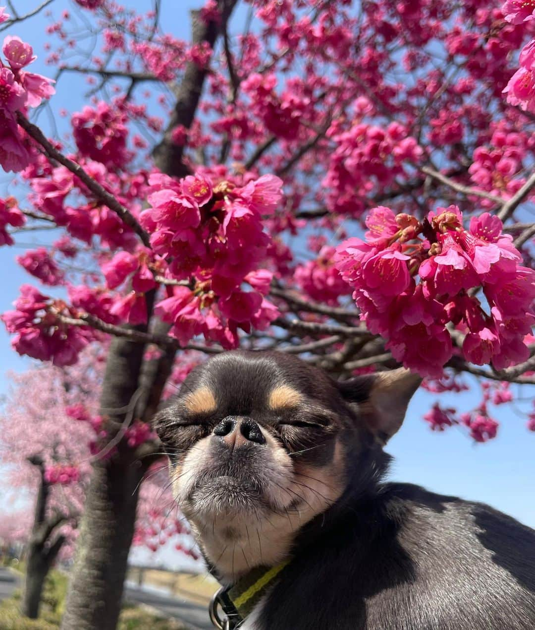 ステファニーさんのインスタグラム写真 - (ステファニーInstagram)「👸🏼🐶💖☀️🍭✨ Happy Birthday my Princess!! いつも私たちにたくさんの幸せをありがとう。 あなたと出逢えて、毎日たくさんの愛を感じ たくさんの幸せで溢れています。 4歳になった今日、改めて、ブリちゃんありがとう！！ これからもっともっとたくさん楽しいことしようね！ たくさん幸せになろうね！ これからもよろしくね！ 愛しのプリンセス♡ #love #life #dog #chihuahua #happybirthday #チワワ #スムチー #スムースチワワ #ブリらいふ」5月1日 20時46分 - steph_0928_