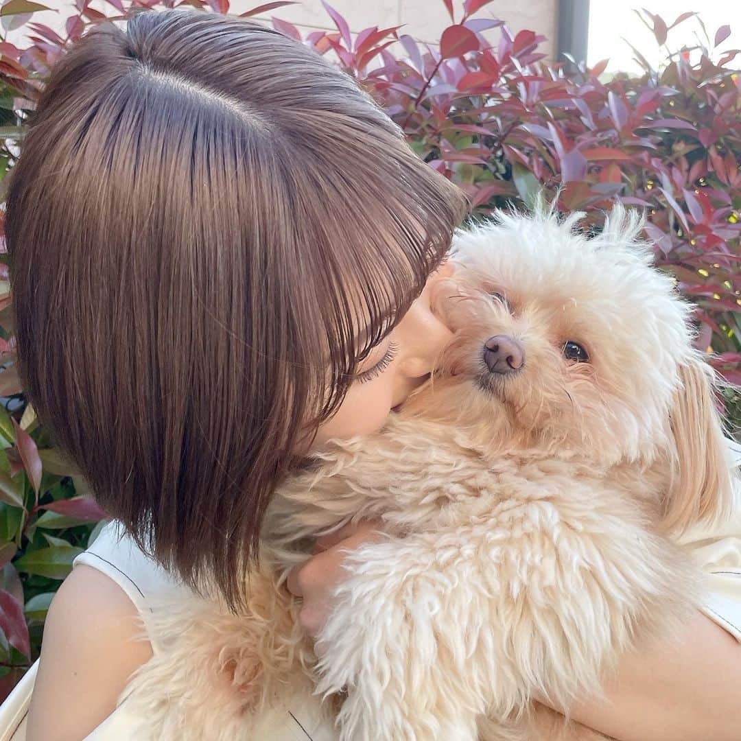岩花詩乃のインスタグラム：「もっぷ犬 今週カットの予約したから、やっともふもふと卒業💭  #ポメプー#ポメラニアン#トイプードル#トイプー#犬#ミックス犬#🐶#🐻#福岡#天神#博多#ショート#ショートカット#ショートヘア」