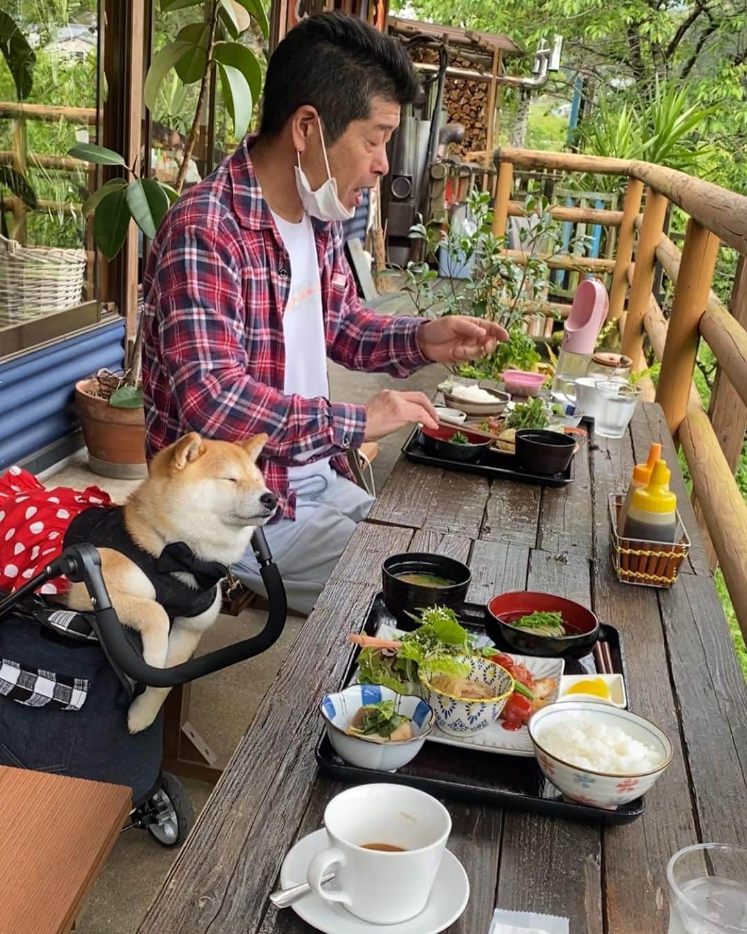 柴犬小雨さんのインスタグラム写真 - (柴犬小雨Instagram)「・ ブリーダーさん宅へ里帰りした後は〝みどりの森のカフェもくもく” @mokumoku3933 さんでランチしたよ🍽️ ・ ・ その名の通り、緑に囲まれたテラス席で食べるお料理は優しい味がして... ほっこり癒されました🍀 初めて来たのに懐かしい気持ちになるような、素敵なお店だったよ☺︎ ・ ・ ごちそうさまでした😋 ・ ・ ・ #shiba_snap #shibamania #petstagram #dog  #shibadog  #pet #shiba #shibainu #shibaaaaainu #shibastagram #pecoいぬ部 #dogstagram #子犬#仔犬#狗 #犬のいる暮らし #犬のいる生活 #こいぬ#いぬのきもち #豆柴#まめしば#しばいぬ #9gag #しばけん #ペット#小狗#柴犬#犬#柴犬小雨#シバイヌ」5月1日 21時10分 - fuji_jun1205