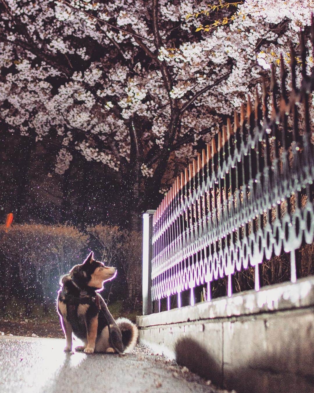 吾子さんのインスタグラム写真 - (吾子Instagram)「・ ・ ・ ・ ・ 夜桜おアコ🐶💕 ・ もう散ってきたので、これから八重桜🌸これもまた色が濃くて綺麗なんですよねー✨楽しみ ・ 今晩は冷えます🥶8度… ・ ・ ・ ・ ・ ・ ・ ・ ・ ・ ・ ・ ・ ・ ・ ・ ・ ・ ・ ・ ・ ・ ・ ・ ・ ・ #天気は良さそう❓ #GWは安全運転でー #sapporo  ・ 北海道の柴犬 #柴北会 の皆ワン🐶お散歩ドロドロになるけどちゃんと足洗おうねー ・ #adorable #instadog#shibainu#dog#柴犬ライフ #instashiba#柴犬マニア #9gag #barked #kuroshiba#socute #cutedog#いぬのきもち #黒柴 #dogstagram_japan」5月1日 21時13分 - acoshiba