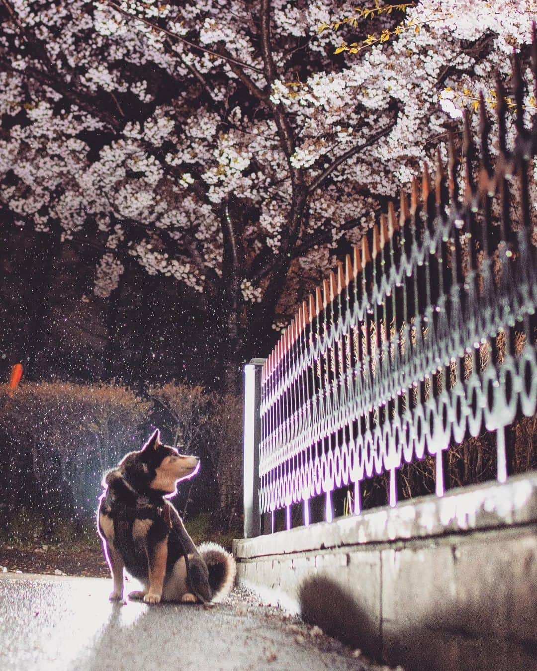吾子のインスタグラム：「・ ・ ・ ・ ・ 夜桜おアコ🐶💕 ・ もう散ってきたので、これから八重桜🌸これもまた色が濃くて綺麗なんですよねー✨楽しみ ・ 今晩は冷えます🥶8度… ・ ・ ・ ・ ・ ・ ・ ・ ・ ・ ・ ・ ・ ・ ・ ・ ・ ・ ・ ・ ・ ・ ・ ・ ・ ・ #天気は良さそう❓ #GWは安全運転でー #sapporo  ・ 北海道の柴犬 #柴北会 の皆ワン🐶お散歩ドロドロになるけどちゃんと足洗おうねー ・ #adorable #instadog#shibainu#dog#柴犬ライフ #instashiba#柴犬マニア #9gag #barked #kuroshiba#socute #cutedog#いぬのきもち #黒柴 #dogstagram_japan」