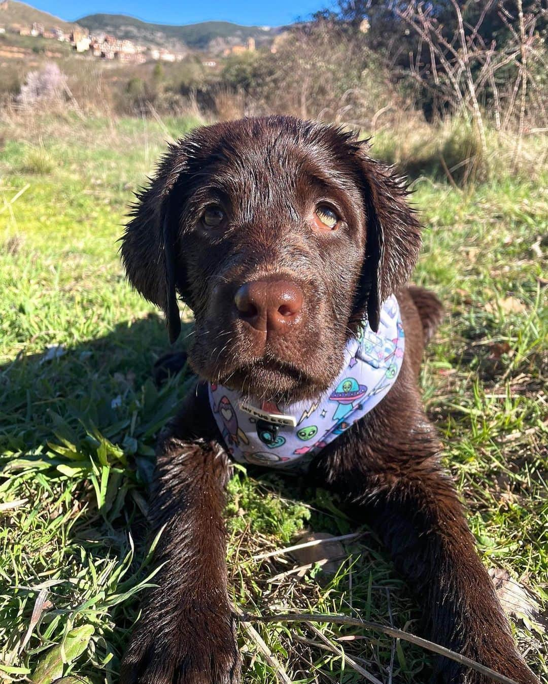 World of Labradors!さんのインスタグラム写真 - (World of Labradors!Instagram)「"I carry my heart in my hand 🥺. A year and five months ago, I lost the best dog I could have ever had. A part of me went with her, and I felt like no one could understand what I was going through. She was magic. I didn't know if I should get another dog or not. Time has helped me to cope better, but I still miss her every passing day.  Then, Brunette came to my life. She has been like a breath of fresh air; she's a special girl. She's very calm, too loving, playful, and loves to eat - if it were up to her, she'd spend all day eating 😂😅. Just looking at her gives me peace, seeing her calmness and watching her enjoy the simplest things in life like walks in the countryside, sitting on the beach and smelling the sea breeze. Thank you, Brunette, for this and for what's to come 🤎." - @waanderlustbrunette」5月2日 6時36分 - worldoflabs