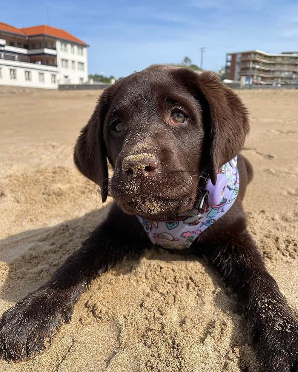 World of Labradors!さんのインスタグラム写真 - (World of Labradors!Instagram)「"I carry my heart in my hand 🥺. A year and five months ago, I lost the best dog I could have ever had. A part of me went with her, and I felt like no one could understand what I was going through. She was magic. I didn't know if I should get another dog or not. Time has helped me to cope better, but I still miss her every passing day.  Then, Brunette came to my life. She has been like a breath of fresh air; she's a special girl. She's very calm, too loving, playful, and loves to eat - if it were up to her, she'd spend all day eating 😂😅. Just looking at her gives me peace, seeing her calmness and watching her enjoy the simplest things in life like walks in the countryside, sitting on the beach and smelling the sea breeze. Thank you, Brunette, for this and for what's to come 🤎." - @waanderlustbrunette」5月2日 6時36分 - worldoflabs