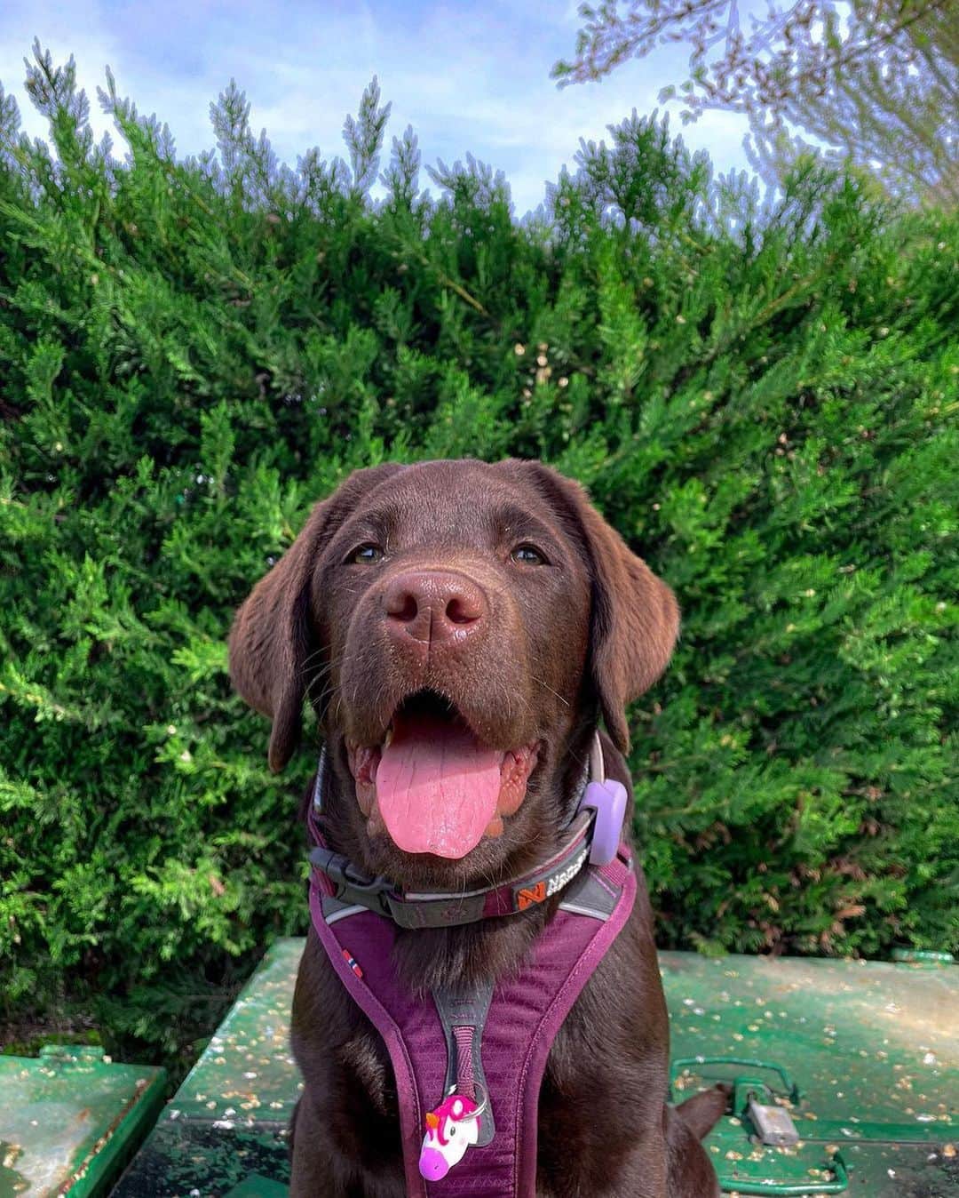 World of Labradors!さんのインスタグラム写真 - (World of Labradors!Instagram)「"I carry my heart in my hand 🥺. A year and five months ago, I lost the best dog I could have ever had. A part of me went with her, and I felt like no one could understand what I was going through. She was magic. I didn't know if I should get another dog or not. Time has helped me to cope better, but I still miss her every passing day.  Then, Brunette came to my life. She has been like a breath of fresh air; she's a special girl. She's very calm, too loving, playful, and loves to eat - if it were up to her, she'd spend all day eating 😂😅. Just looking at her gives me peace, seeing her calmness and watching her enjoy the simplest things in life like walks in the countryside, sitting on the beach and smelling the sea breeze. Thank you, Brunette, for this and for what's to come 🤎." - @waanderlustbrunette」5月2日 6時36分 - worldoflabs