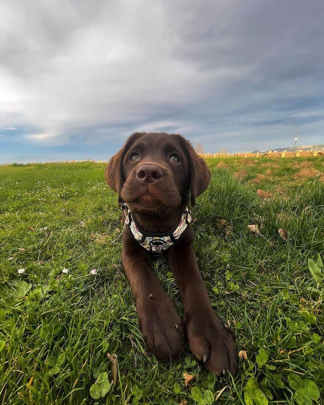 World of Labradors!さんのインスタグラム写真 - (World of Labradors!Instagram)「"I carry my heart in my hand 🥺. A year and five months ago, I lost the best dog I could have ever had. A part of me went with her, and I felt like no one could understand what I was going through. She was magic. I didn't know if I should get another dog or not. Time has helped me to cope better, but I still miss her every passing day.  Then, Brunette came to my life. She has been like a breath of fresh air; she's a special girl. She's very calm, too loving, playful, and loves to eat - if it were up to her, she'd spend all day eating 😂😅. Just looking at her gives me peace, seeing her calmness and watching her enjoy the simplest things in life like walks in the countryside, sitting on the beach and smelling the sea breeze. Thank you, Brunette, for this and for what's to come 🤎." - @waanderlustbrunette」5月2日 6時36分 - worldoflabs